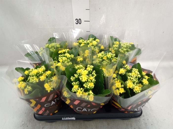 <h4>Kalanchoe blos. 'RosDon Amaril'</h4>