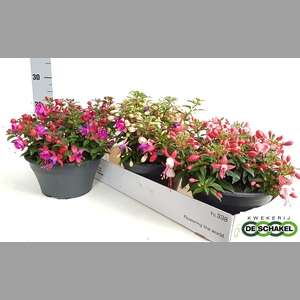 FUCHSIA B F MIXK