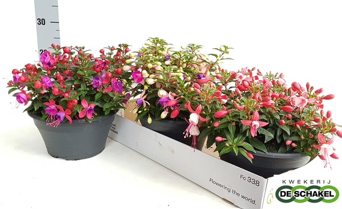 <h4>FUCHSIA B F MIXK</h4>