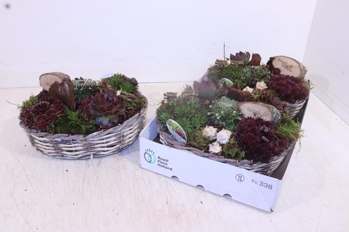 <h4>ARR SEMPERVIVUM</h4>