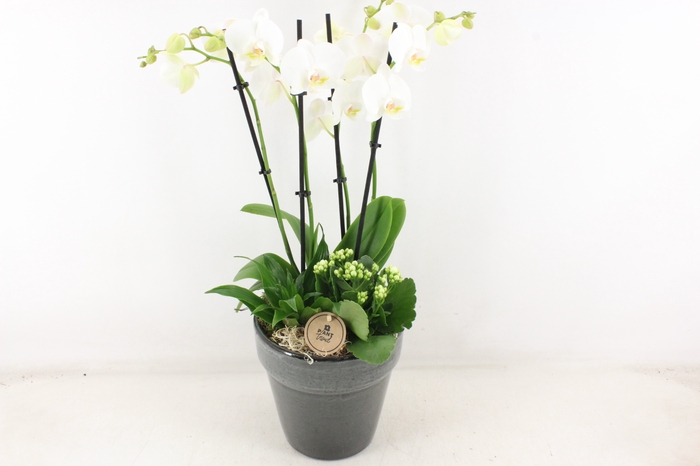 <h4>arr2 PL - Ker. pot glazed grey phal 4tak</h4>