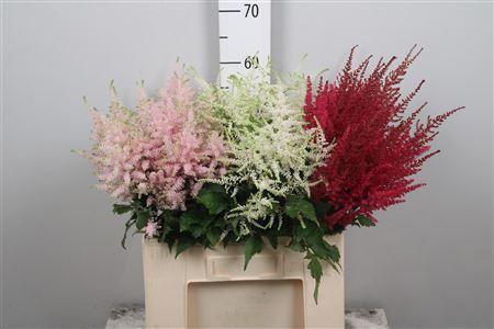 <h4>Astil Gemengd</h4>