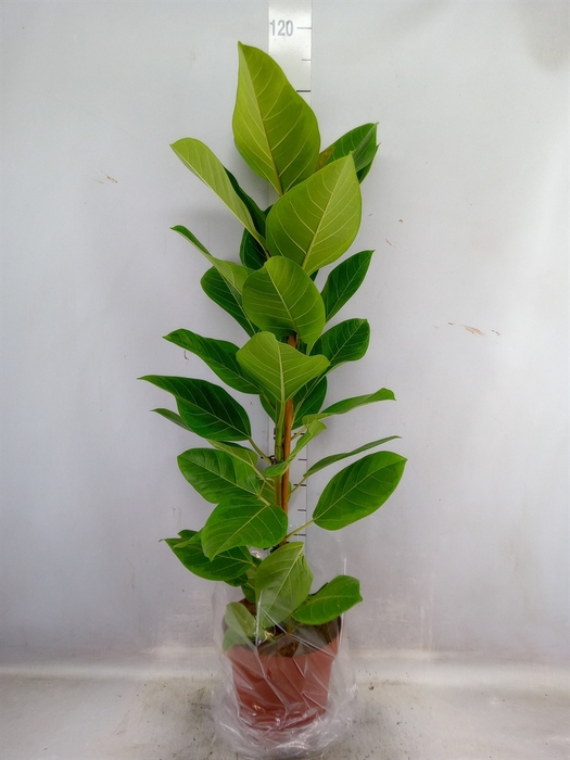 <h4>Ficus Altissima</h4>