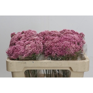 Ozothamnus Booming Pink