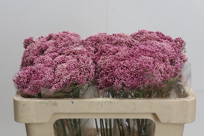 Ozothamnus Booming Pink