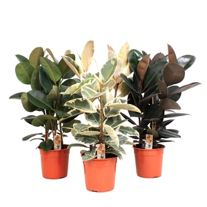 Ficus P27 Elastica 3 soorten mix