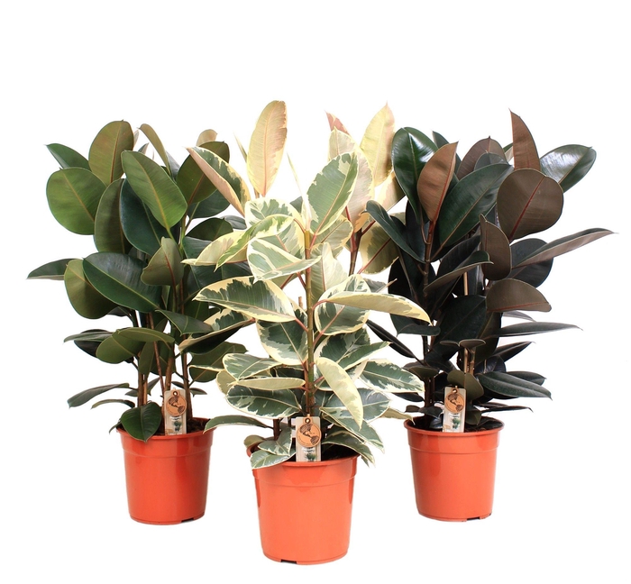 <h4>Ficus P27 Elastica 3 soorten mix</h4>