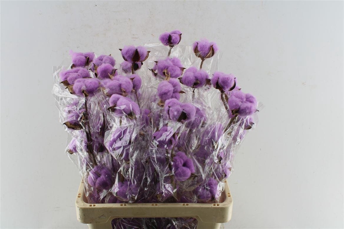 <h4>Katoen Milka</h4>