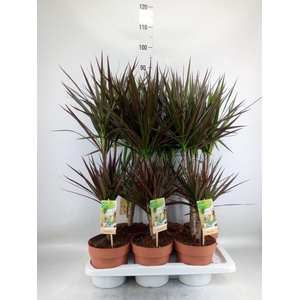 Dracaena   ...mix