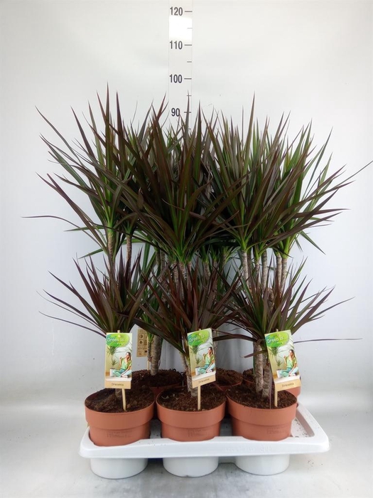 <h4>Dracaena ...mix</h4>