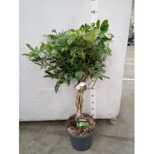 Schefflera arbor. 'Compacta'