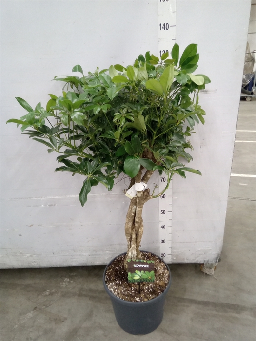<h4>Schefflera arbor. 'Compacta'</h4>