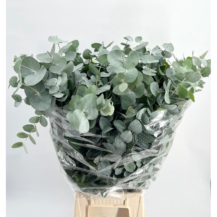 <h4>EUC. CINEREA ALBENGA 400GR</h4>