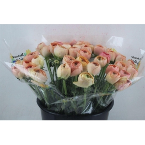 Ran Cloni Sup Champagne