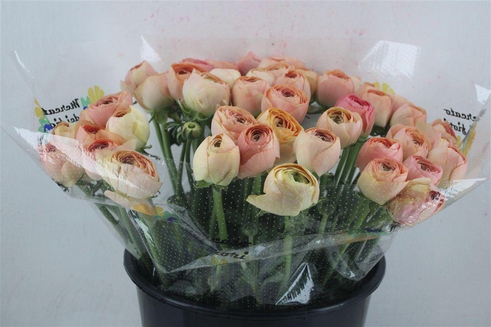 <h4>Ran Cloni Sup Champagne</h4>