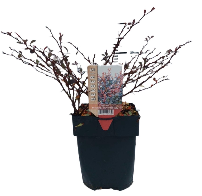 <h4>Berberis thunbergii 'Dart's Red Lady' P17</h4>