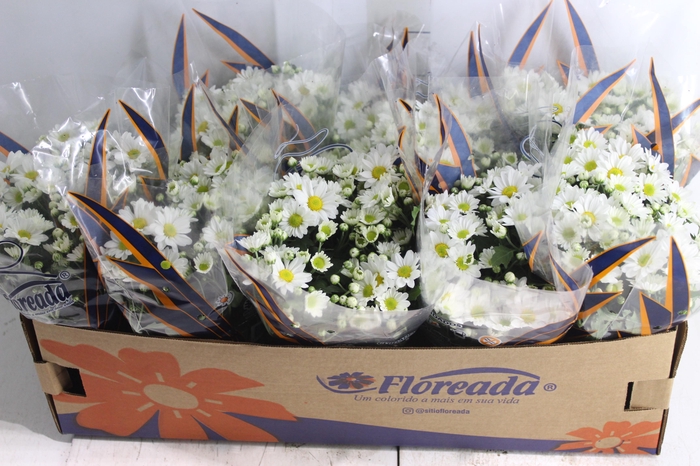 <h4>CRISANTEMO BOLA BELGA P11 BRANCO</h4>