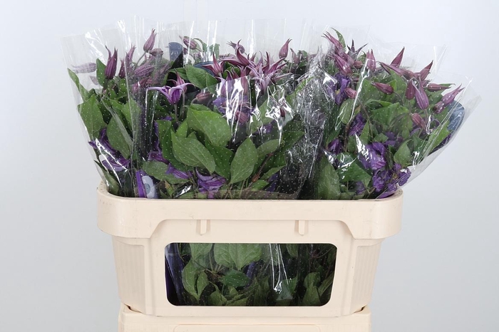 <h4>Clem Amazing Rome</h4>