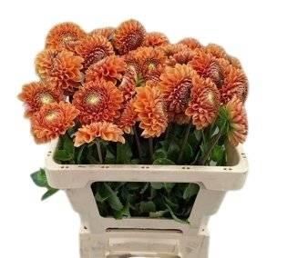 <h4>Dahl Cornel Bronze</h4>