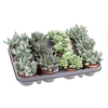 Succ Adromischus Mix