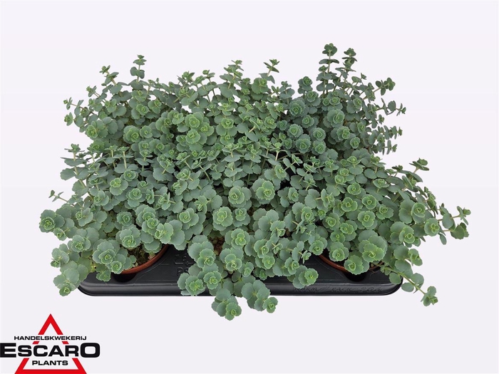 Sedum Sieboldii