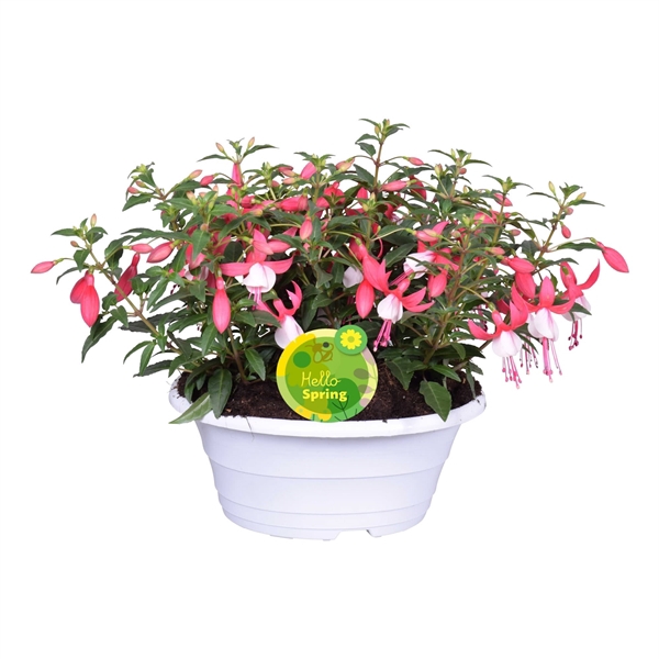 <h4>Fuchsia Bella in witte schaal</h4>