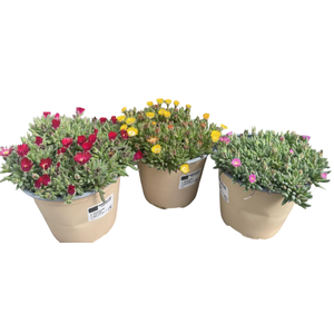 Delosperma cooperi Jewel of Desert gemengd