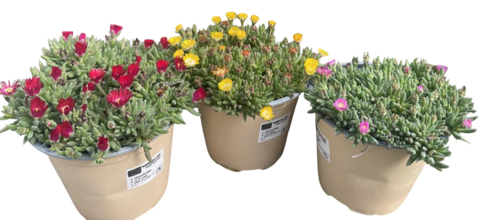 <h4>Delosperma cooperi Jewel of Desert gemengd</h4>