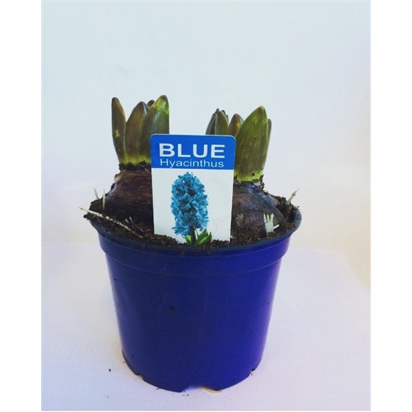 <h4>Hyacint Blue Pearl in gekleurde pot</h4>