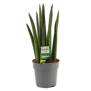 Sansevieria Cylindrica 12 cm Rocket
