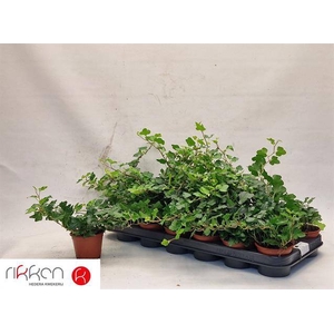 HEDERA WONDER P8.5
