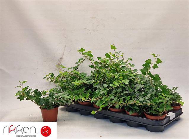<h4>HEDERA WONDER P8.5</h4>