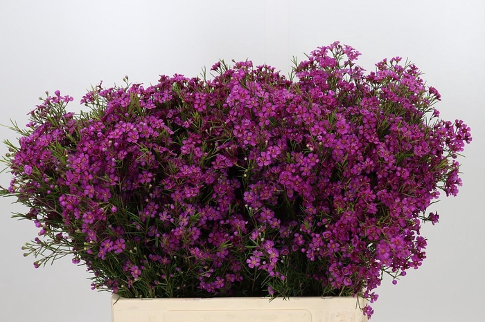 <h4>Chamelaucium Purple Rain</h4>