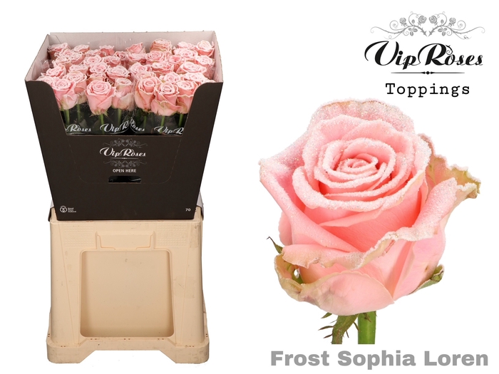 <h4>R Gr Vip Frost Sophia Loren</h4>