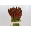 Kniphofia Eycone Red