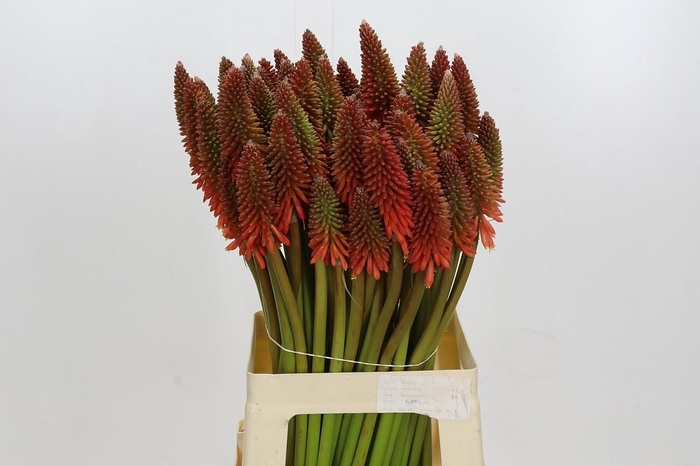Kniphofia Eycone Red