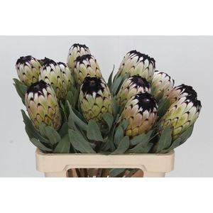 Protea Niobe