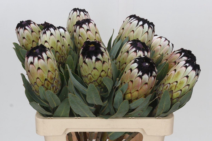 <h4>Protea Niobe</h4>