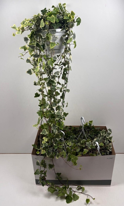 <h4>HED HE WHITE WONDER</h4>