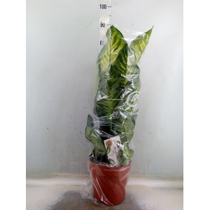 Dieffenbachia seg. 'Maroba'