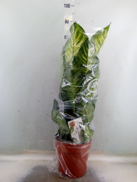 <h4>Dieffenbachia seg. 'Maroba'</h4>