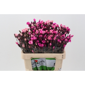 Di Solomio CherryPink Tinted