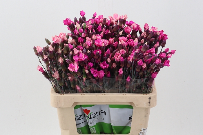 <h4>Di Solomio CherryPink Tinted</h4>