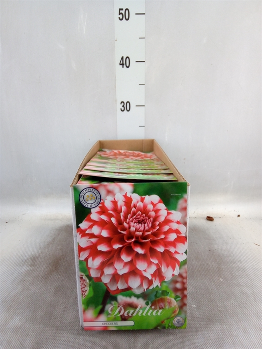 <h4>Dahlia   ...flowerbulbs</h4>