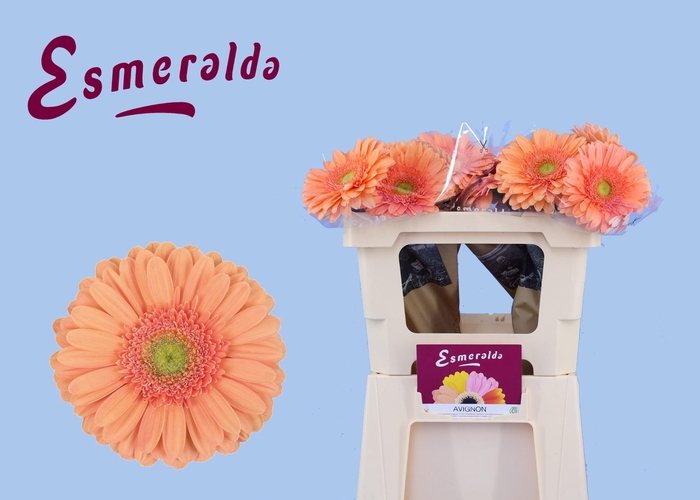 <h4>GE GR AVIGNON</h4>