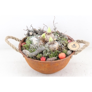 arr4 Hyacint PL - Zink roest bolschaal