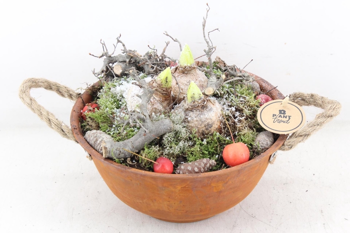 <h4>arr4 Hyacint PL - Zink roest bolschaal</h4>