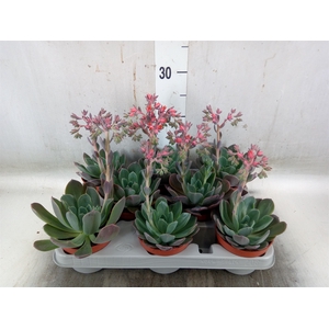 Echeveria  'Blue Prince'