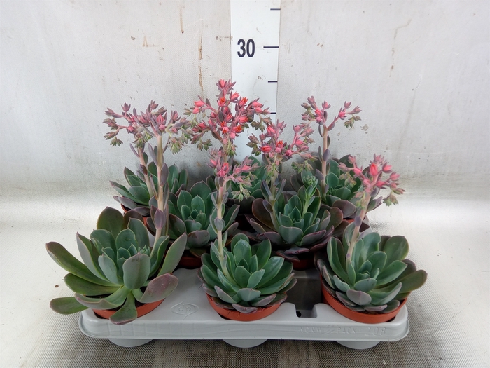 <h4>Echeveria  'Blue Prince'</h4>