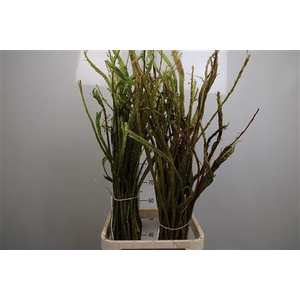 Salix Sekka Bandwilg